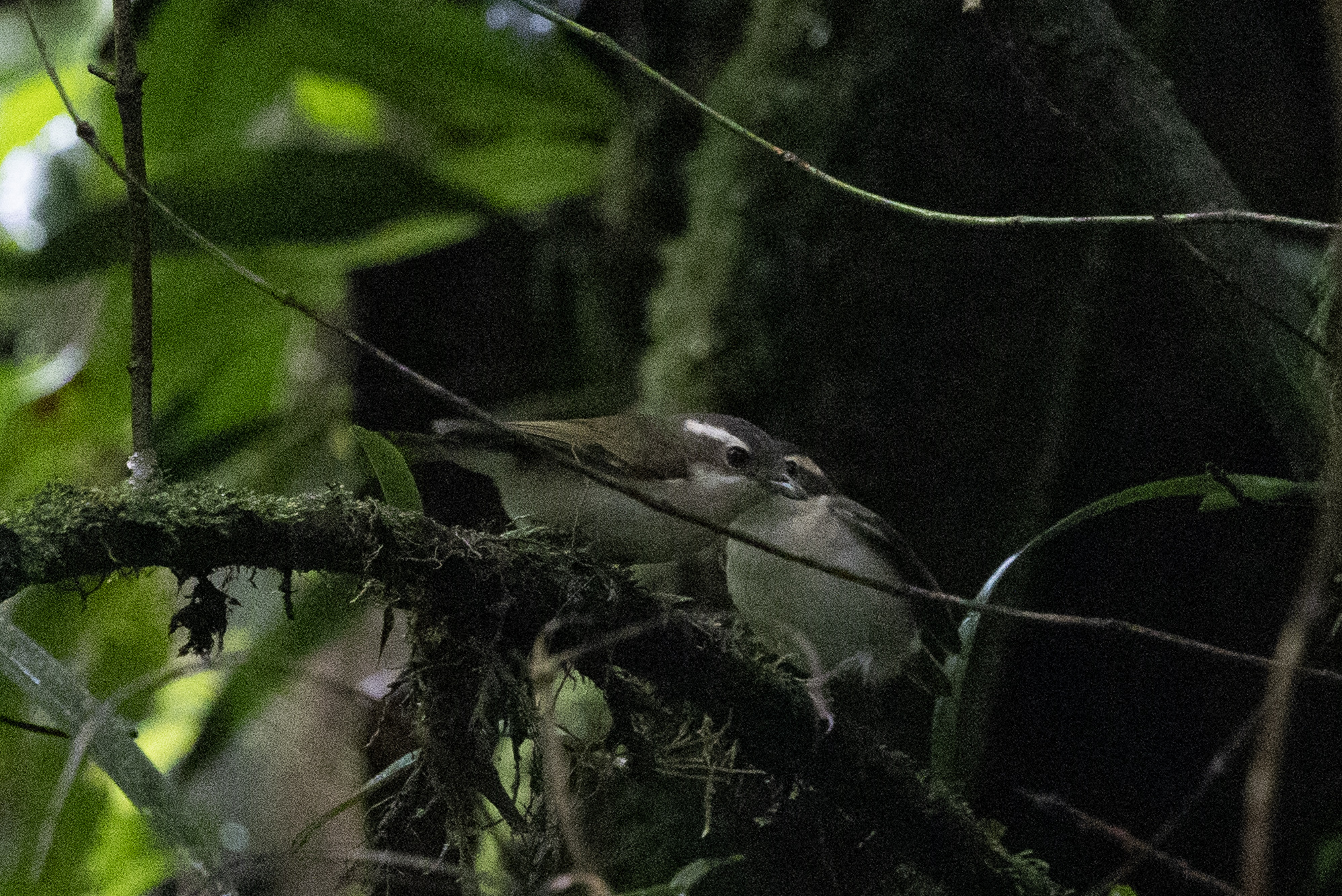 Pied Shrike-babbler (Pteruthius flaviscapis), photo 3