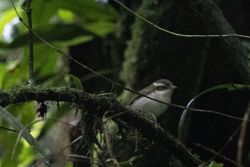 Pied Shrike-babbler (Pteruthius flaviscapis), photo 9