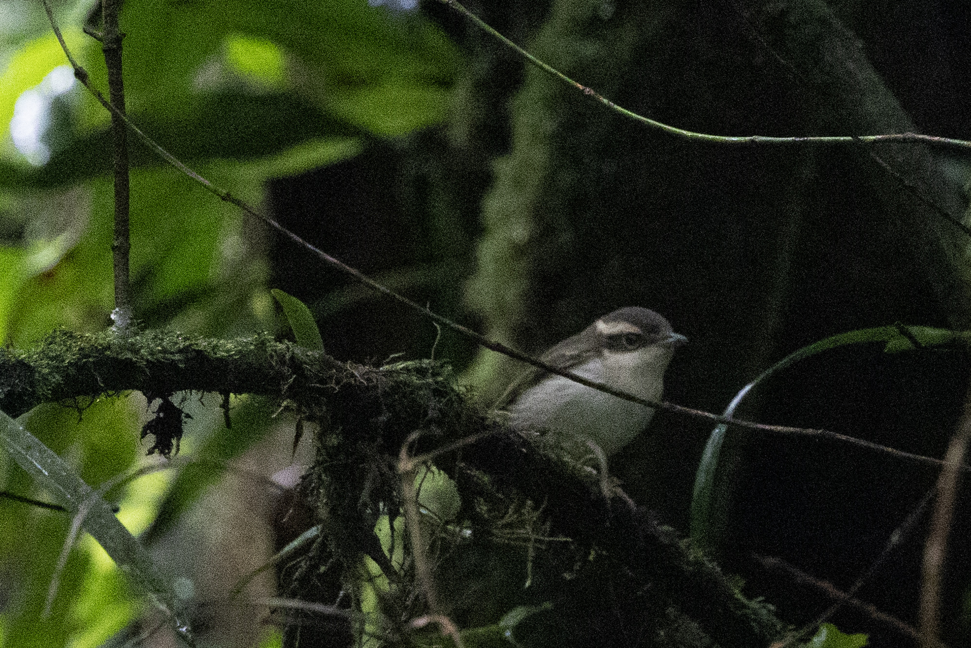 Pied Shrike-babbler (Pteruthius flaviscapis), photo 4