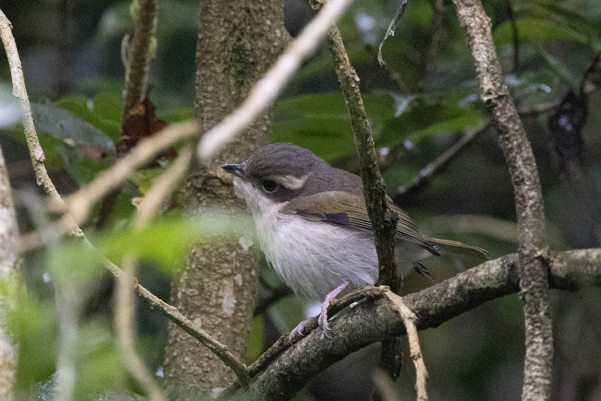 Pied Shrike-babbler (Pteruthius flaviscapis), photo 8