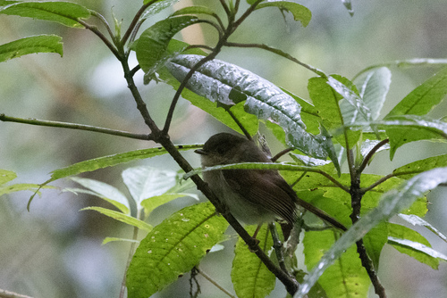 Javan Fulvetta (Alcippe pyrrhoptera), photo 9