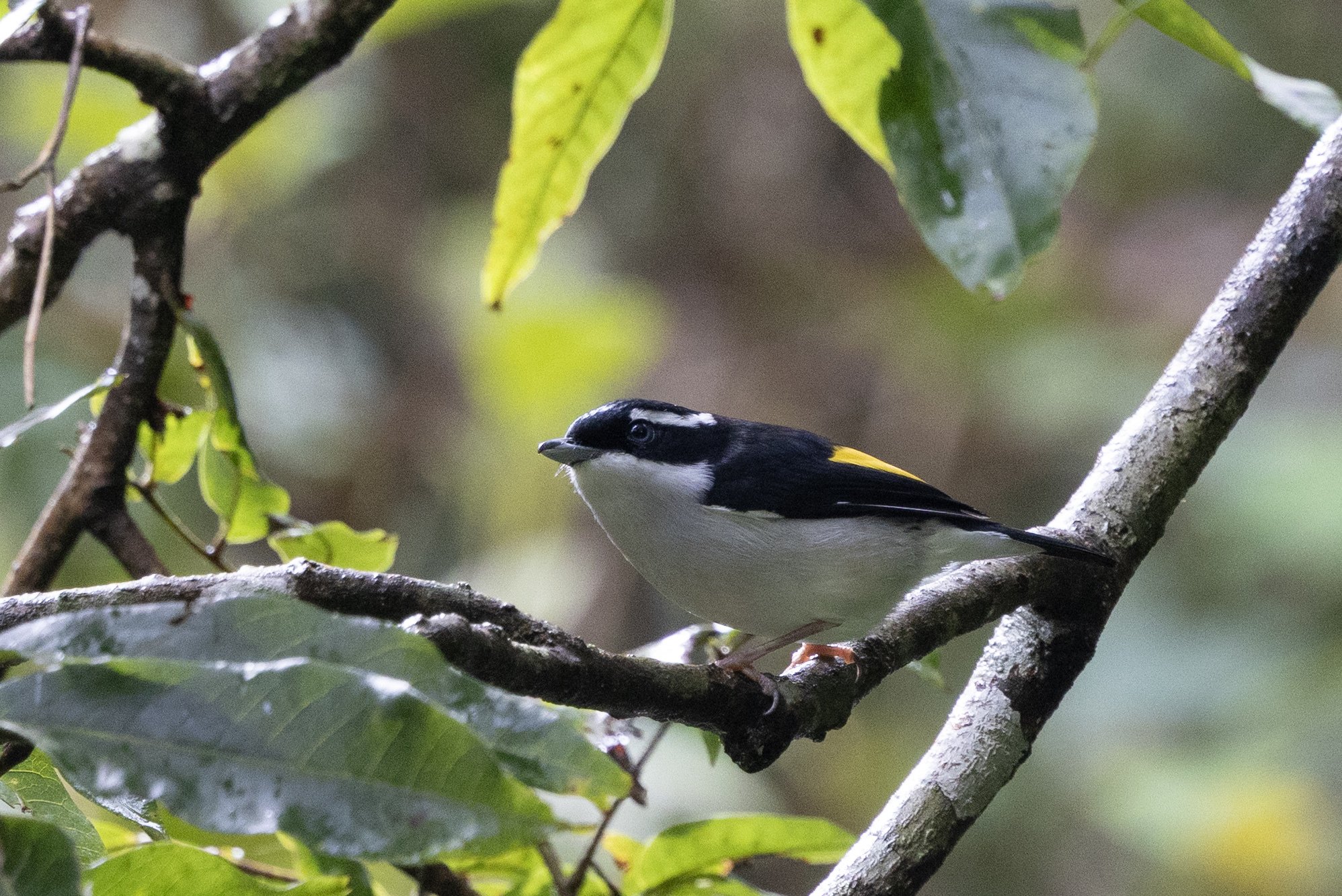 Pied Shrike-babbler (Pteruthius flaviscapis), photo 7