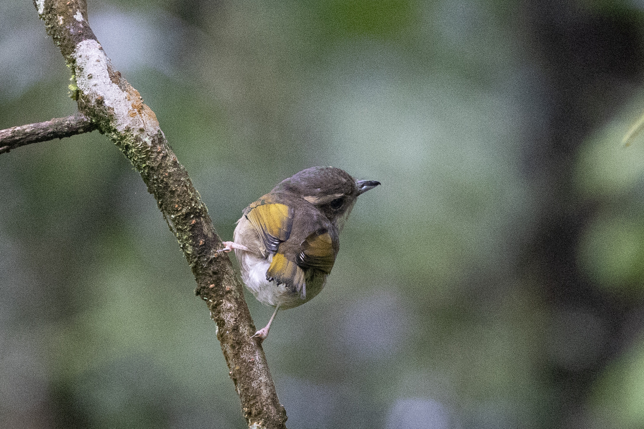 Pied Shrike-babbler (Pteruthius flaviscapis), photo 5