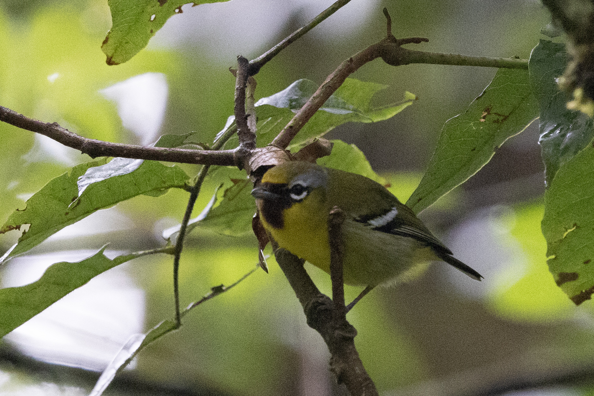 Trilling Shrike-babbler (Pteruthius aenobarbus), photo 1