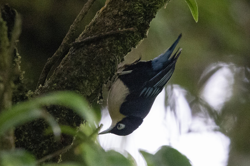 Blue Nuthatch (Sitta azurea)