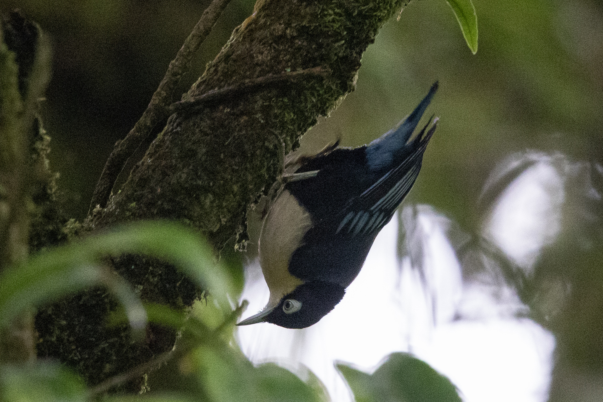 Blue Nuthatch (Sitta azurea), photo 1