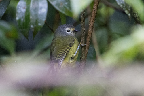 Javan Heleia (Heleia javanica), photo 1