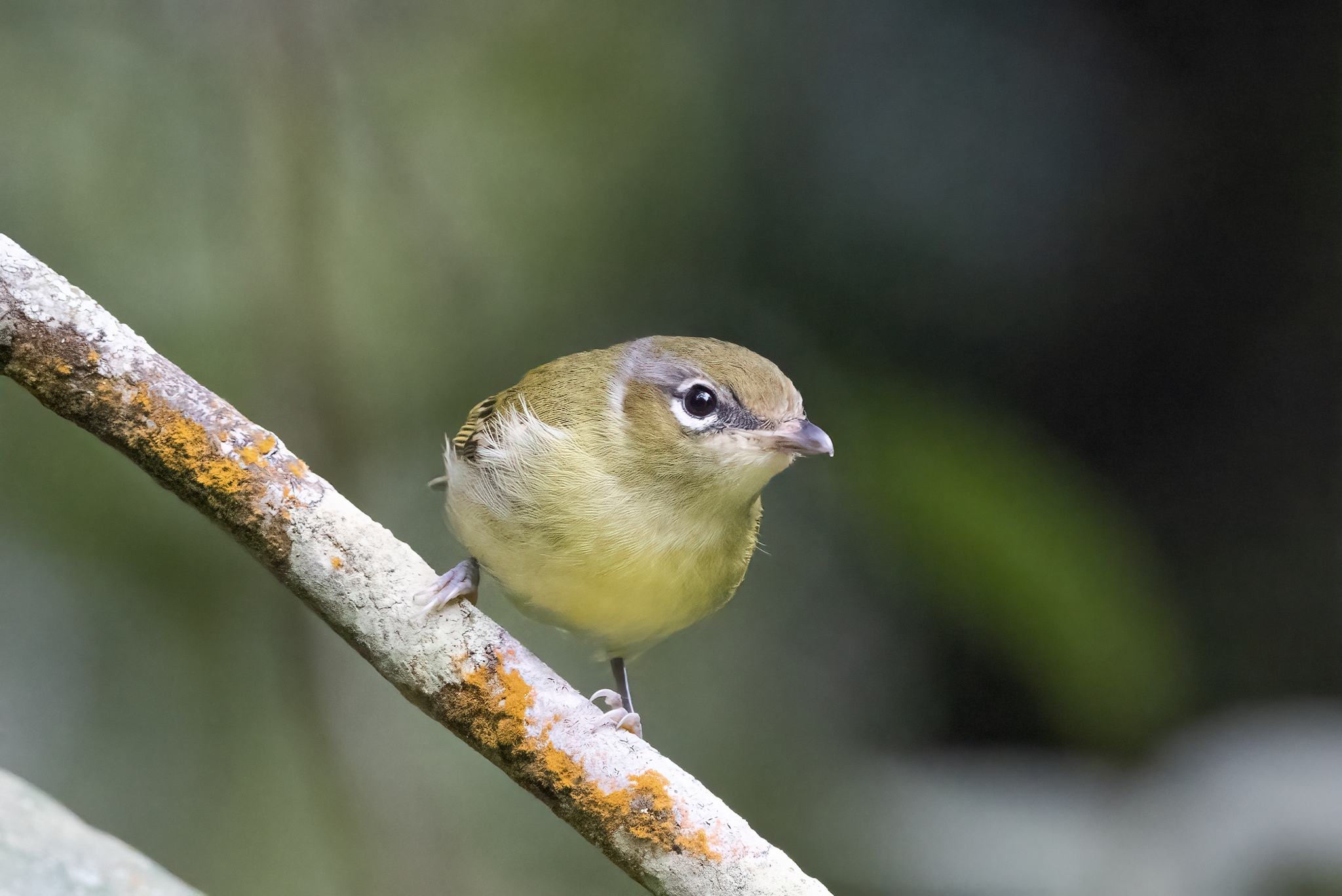 Trilling Shrike-babbler (Pteruthius aenobarbus), photo 3