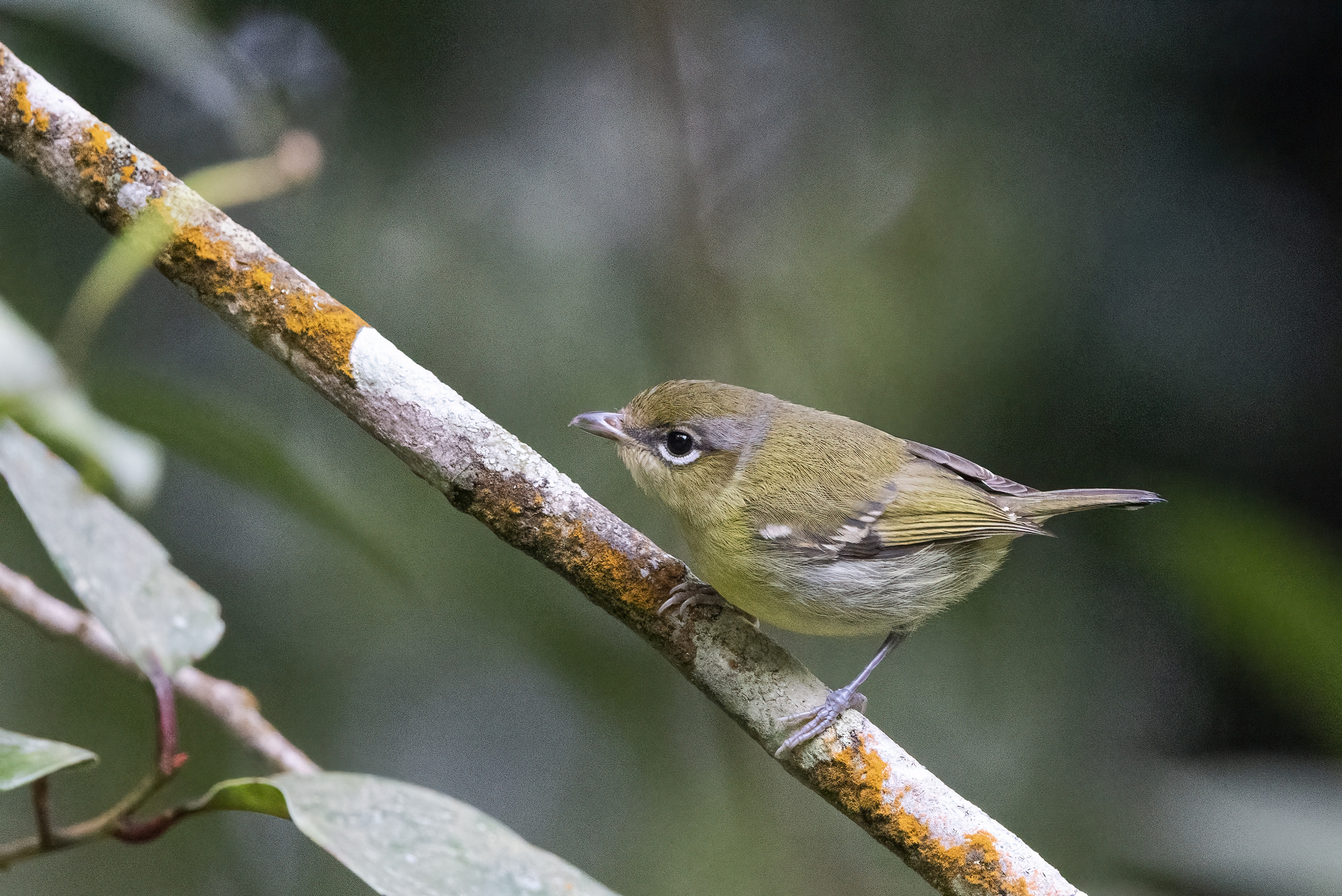 Trilling Shrike-babbler (Pteruthius aenobarbus), photo 4