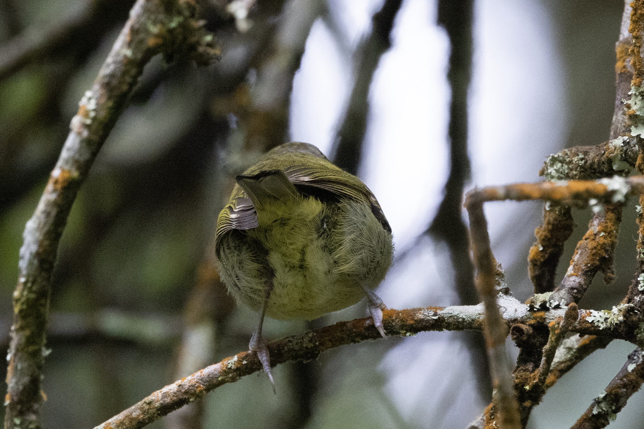 Trilling Shrike-babbler (Pteruthius aenobarbus), photo 5
