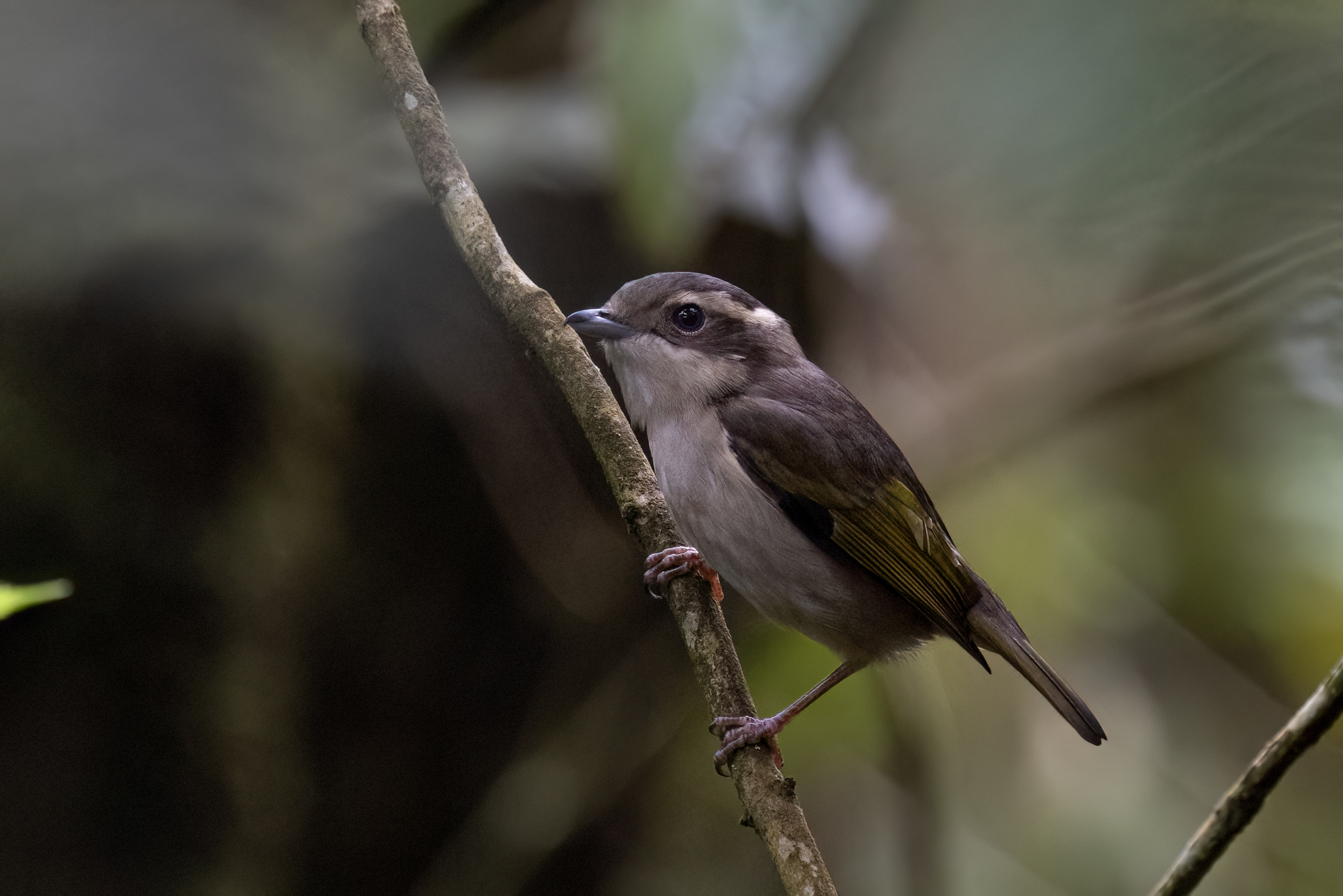 Pied Shrike-babbler (Pteruthius flaviscapis), photo 6