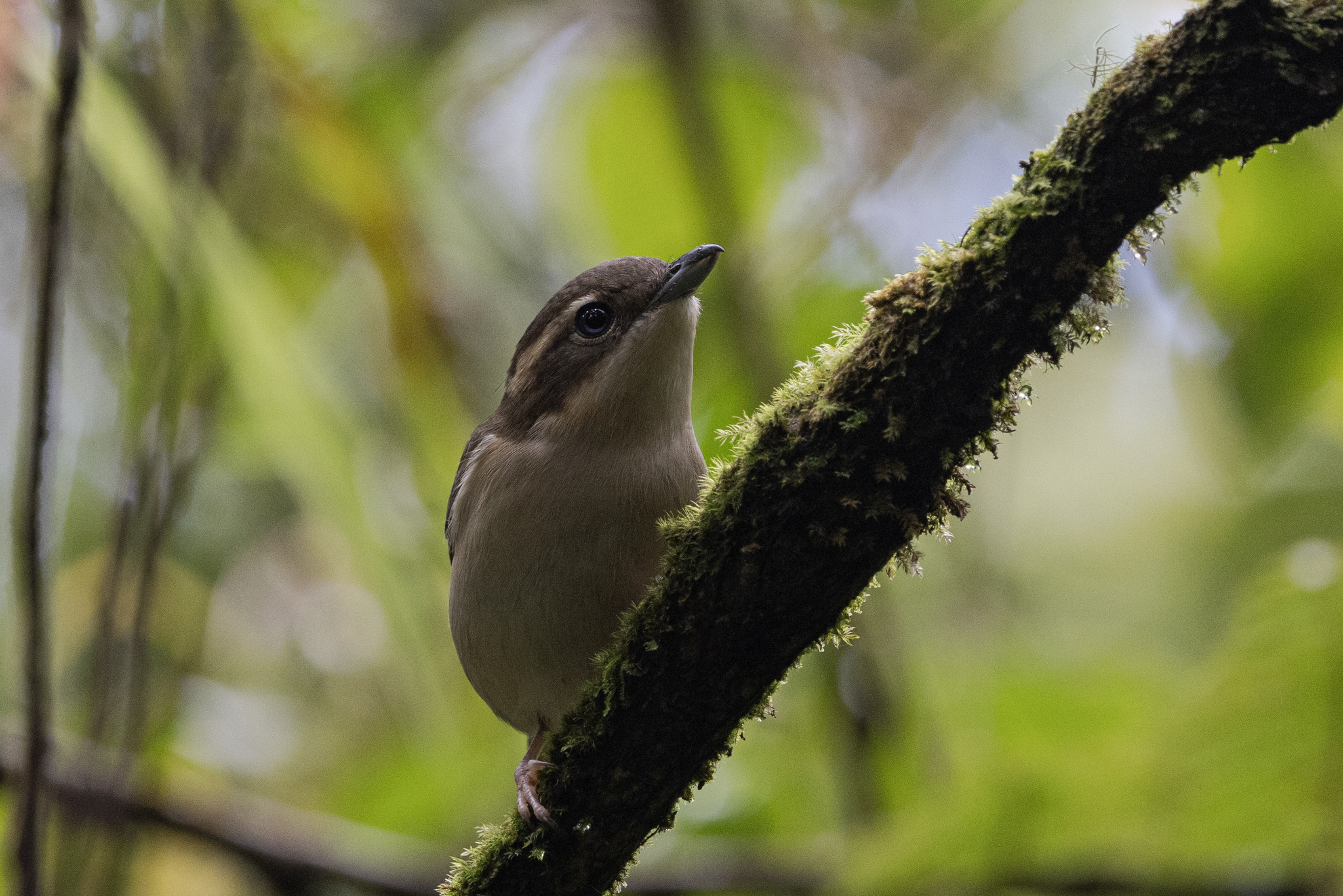 Pied Shrike-babbler (Pteruthius flaviscapis), photo 9