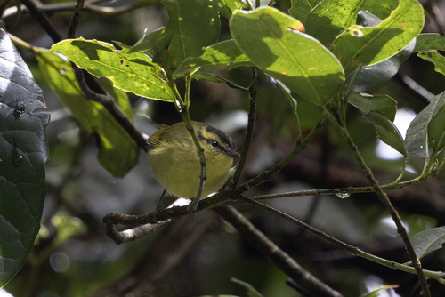 Mountain Leaf Warbler (Phylloscopus trivirgatus), photo 1