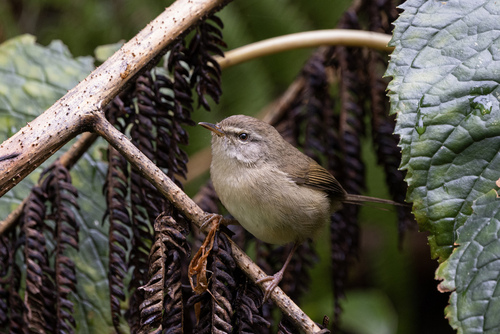 Aberrant Bush Warbler (Horornis flavolivaceus), photo 10