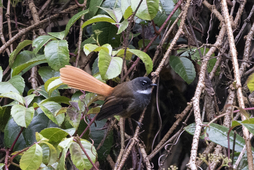 Rufous-tailed Fantail (Rhipidura phoenicura)