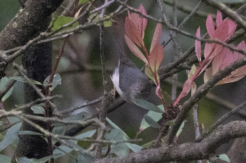 Pygmy Bushtit (Aegithalos exilis), photo 7