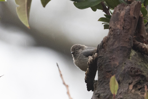 Pygmy Bushtit (Aegithalos exilis), photo 10
