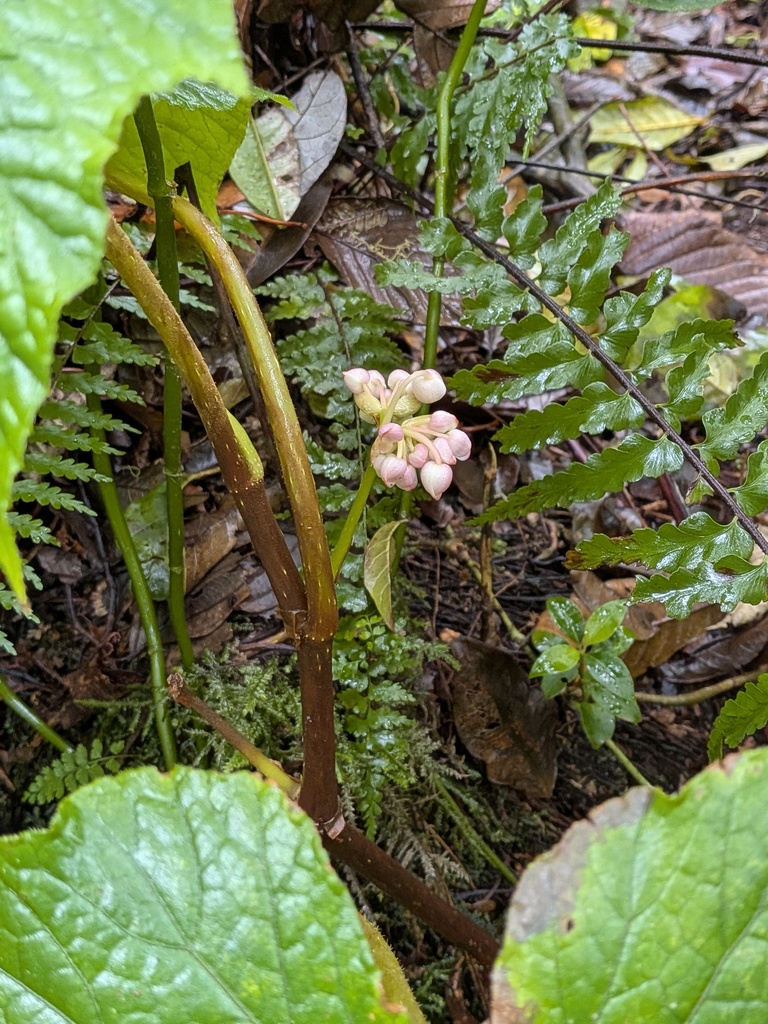 Begonia multangula (Begonia multangula) — Biodiversitas Nusantara ...