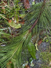 (c) Kalvin Chan, some rights reserved (CC BY) Pinus merkusii, photograph (c) Kalvin Chan, some rights reserved (CC BY)