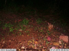 Sylvilagus cunicularius insolitus