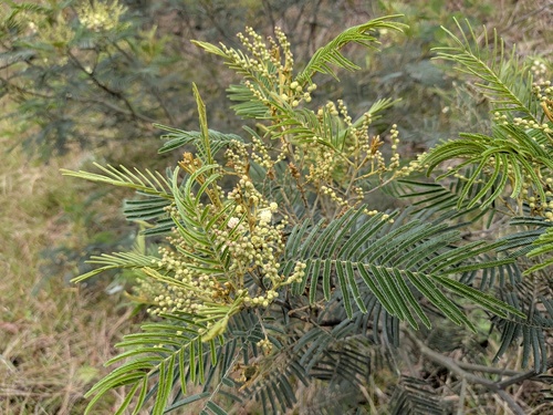 Acacia mearnsii