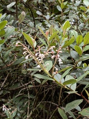 Gaultheria fragrantissima
