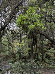 Vaccinium varingiifolium, photograph (c) Kalvin Chan, some rights reserved (CC BY)