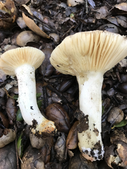 Russula silvicola