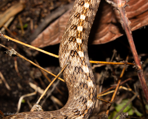 Petrolina Mock Viper