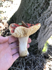 Russula silvicola