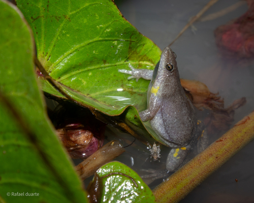 Piaui Oval Frog, Elachistocleis piauiensis