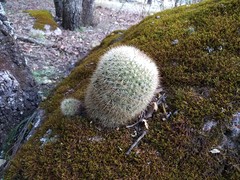 Mammillaria densispina
