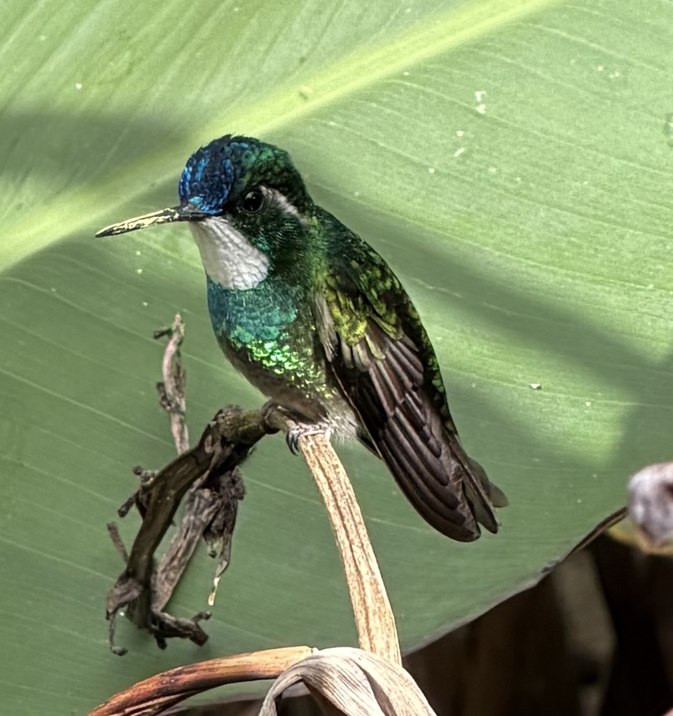 White-throated Mountaingem (Lampornis castaneoventris), photo 6