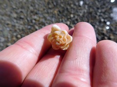 Maxwellia santarosana