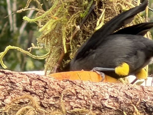 Yellow-thighed Brushfinch (Atlapetes tibialis)