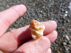 Maxwellia santarosana