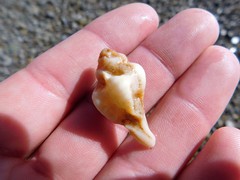 Maxwellia santarosana