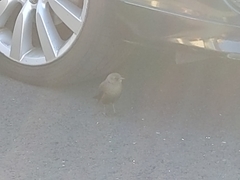 Euphagus cyanocephalus