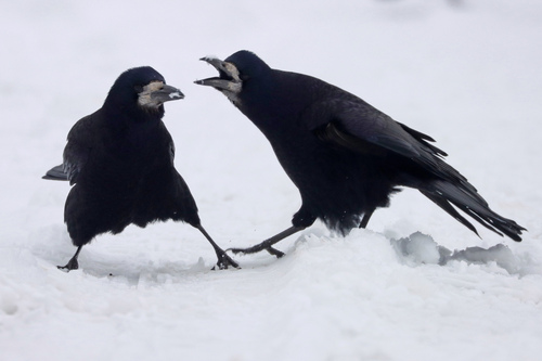 Corbeau freux