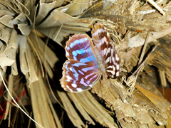 Myscelia ethusa ethusa