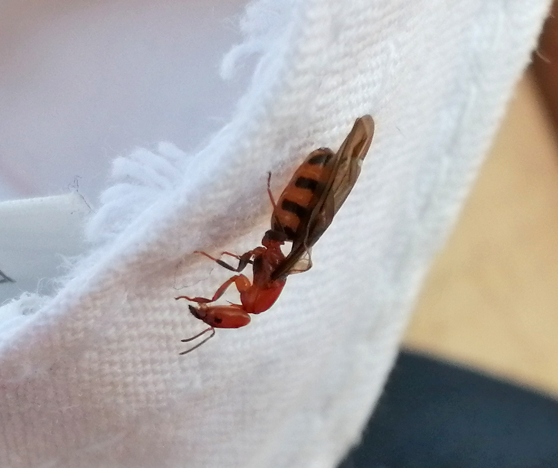 Azteca beltii