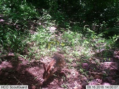 Sylvilagus cunicularius insolitus