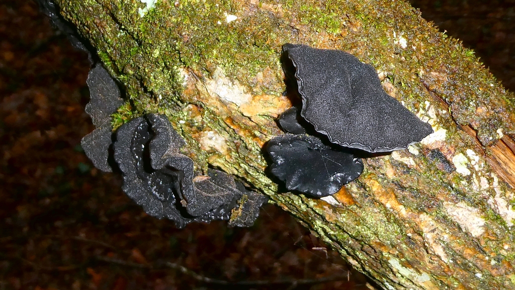 Exidia truncata · February 2026 · photo: © patricklm35 (iNaturalist, cc0)