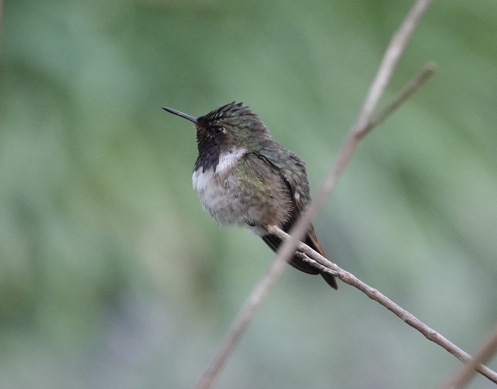 Volcano Hummingbird (Selasphorus flammula), photo 2