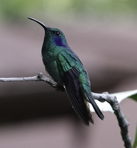 Lesser Violetear (Colibri cyanotus), photo 8