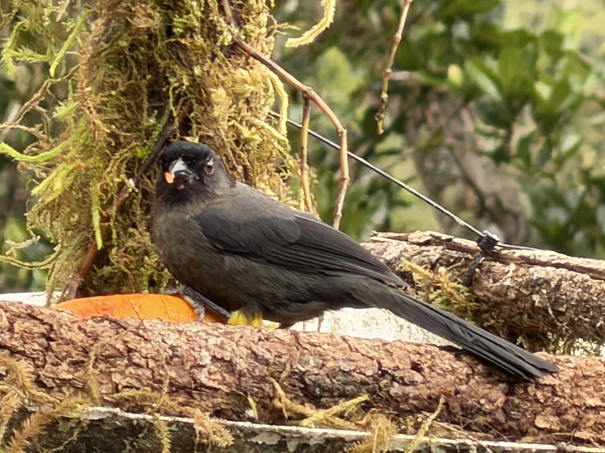 Yellow-thighed Brushfinch (Atlapetes tibialis), photo 2