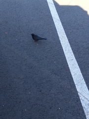 Euphagus cyanocephalus