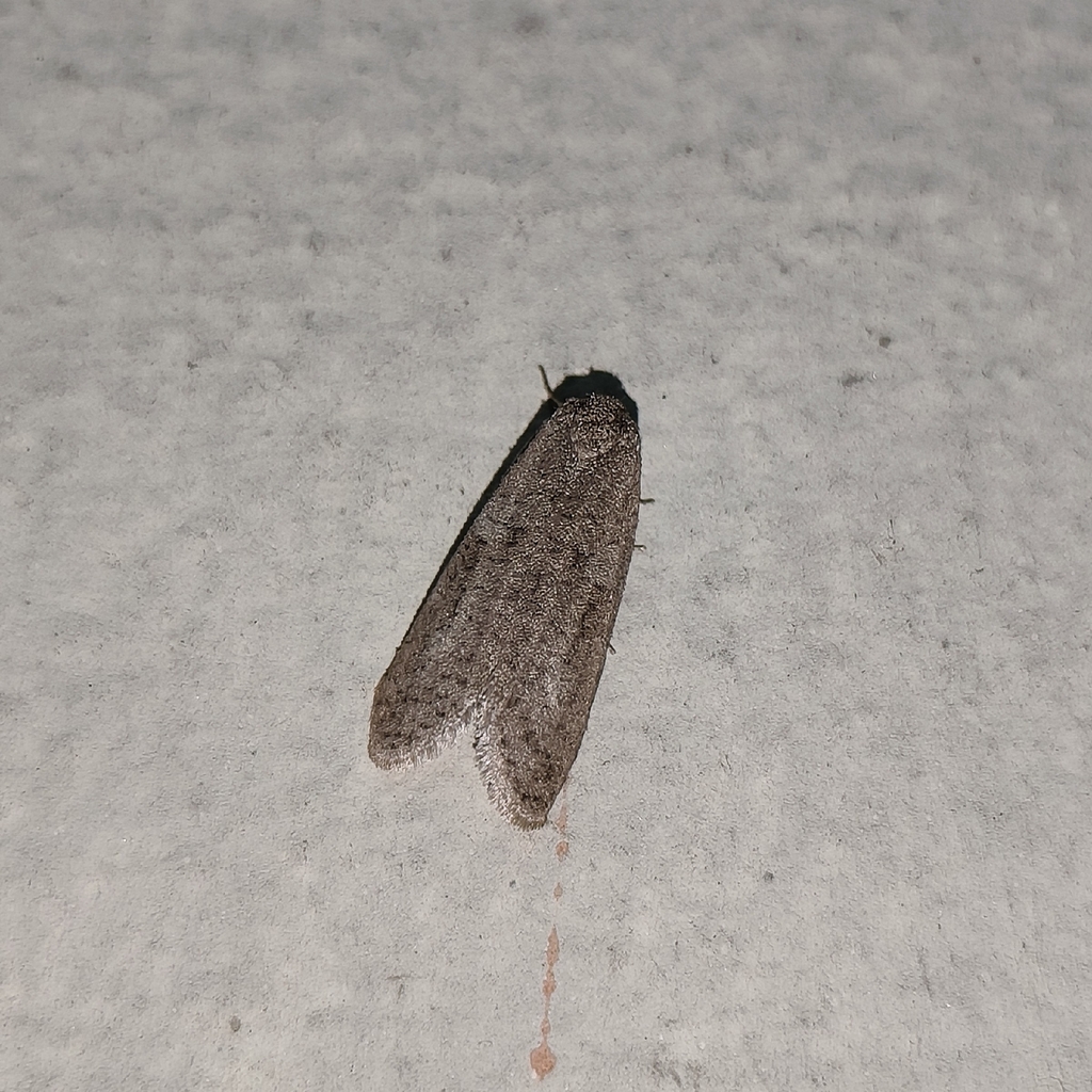 Butterflies and Moths from Thalayattumpilli, Kalady, Kerala 683574 ...