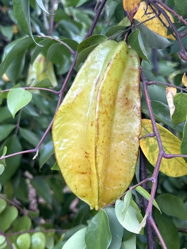 Averrhoa carambola observed 2026-02-05