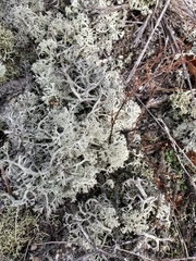 Cladonia submitis